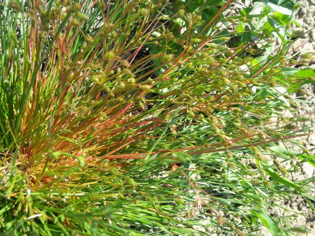 Da identificare - Juncus